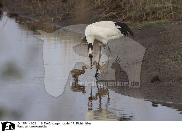 Mandschurenkraniche / red-crowned cranes / FF-14102