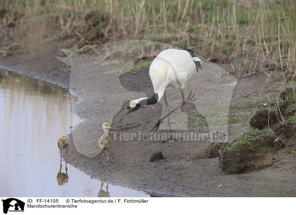 Mandschurenkraniche / red-crowned cranes / FF-14105