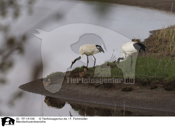 Mandschurenkraniche / red-crowned cranes / FF-14106