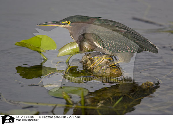 Mangrovenreiher / Green Heron / AT-01200