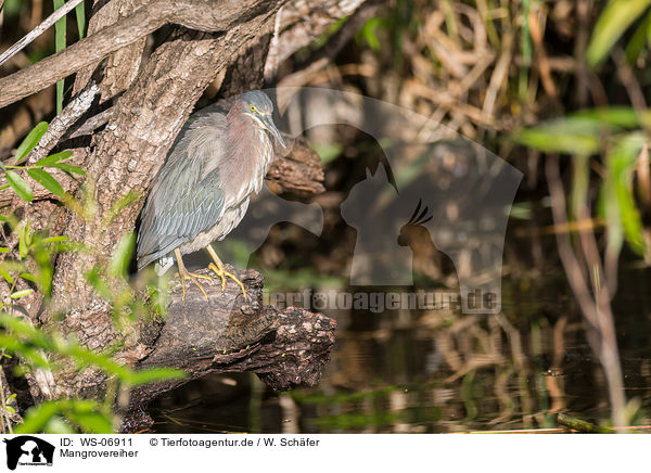 Mangrovereiher / mangrove heron / WS-06911