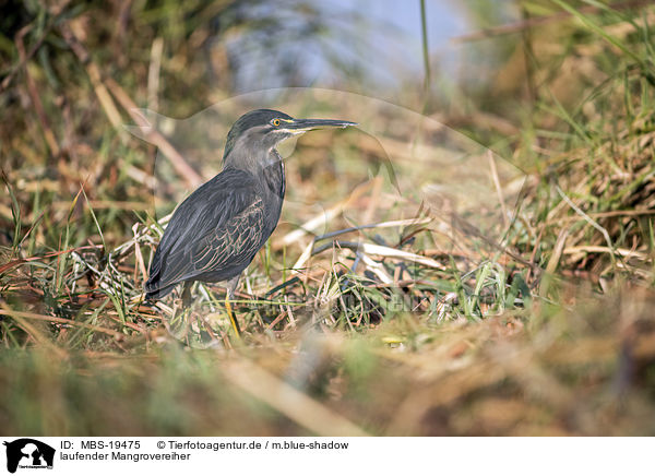 laufender Mangrovereiher / walking Striated Heron / MBS-19475