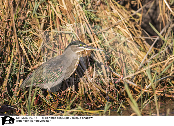 laufender Mangrovereiher / walking Striated Heron / MBS-19714