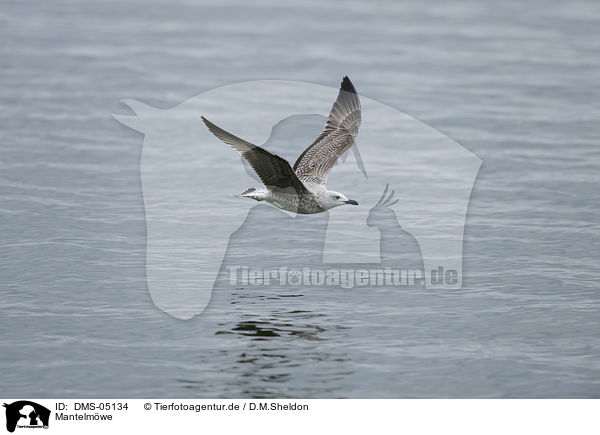 Mantelmwe / DMS-05134