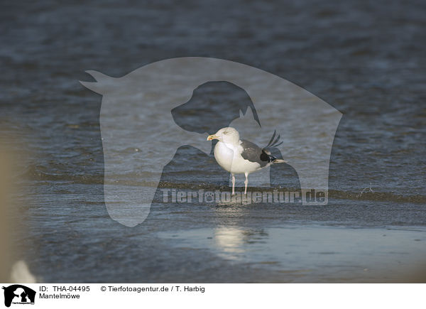 Mantelmwe / great black-backed gull / THA-04495
