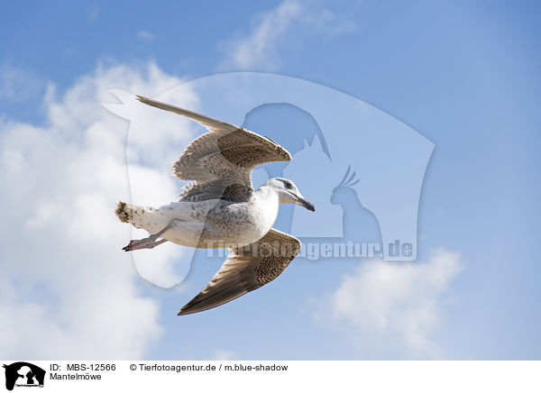 Mantelmwe / great black-backed gull / MBS-12566