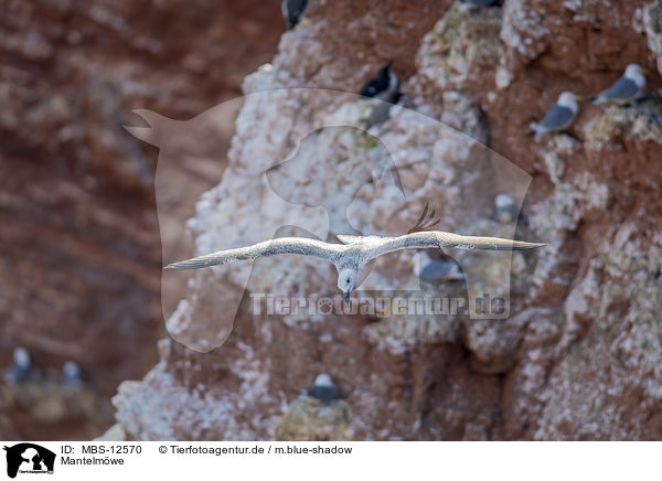 Mantelm�we / great black-backed gull / MBS-12570