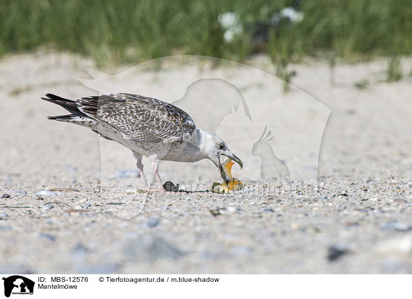 Mantelmwe / great black-backed gull / MBS-12576