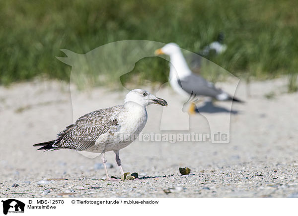 Mantelmwe / great black-backed gull / MBS-12578