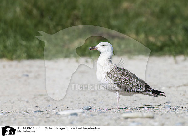 Mantelmwe / great black-backed gull / MBS-12580