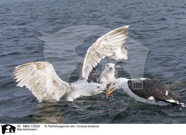 Mantelmwen / great black-backed gulls / MBS-13929