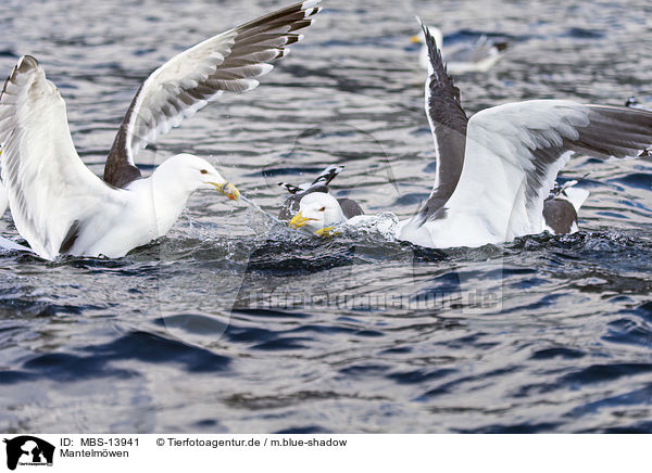 Mantelmwen / great black-backed gulls / MBS-13941