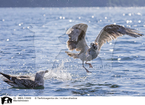 Mantelmwen / great black-backed gulls / MBS-13949