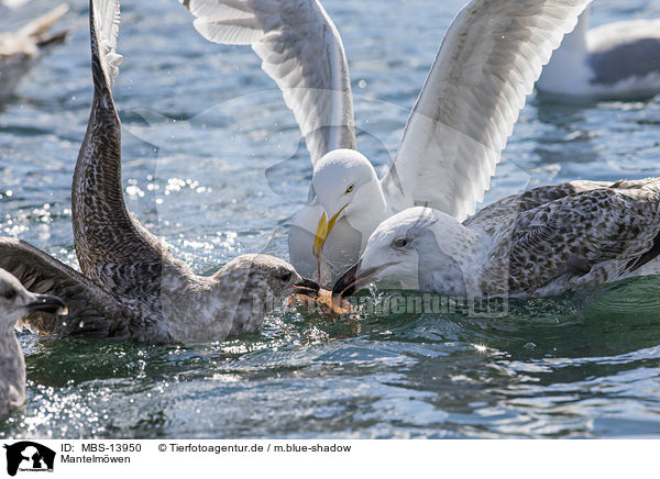 Mantelmwen / great black-backed gulls / MBS-13950