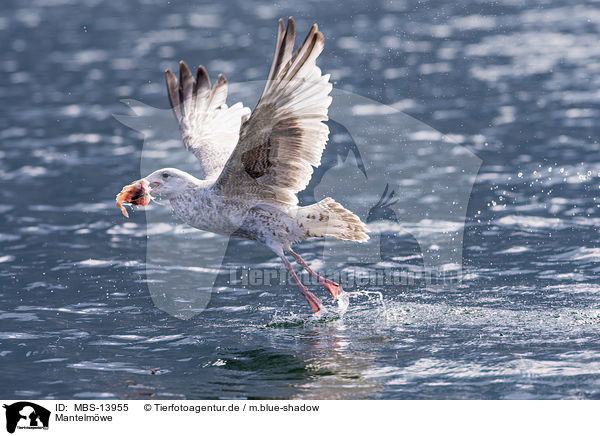 Mantelmwe / MBS-13955