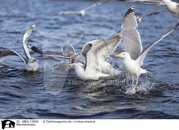 Mantelmwen / great black-backed gulls / MBS-13959