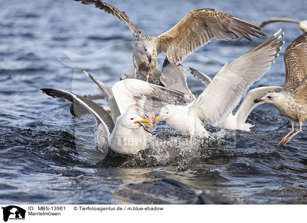 Mantelmwen / great black-backed gulls / MBS-13961