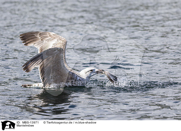 Mantelmwe / great black-backed gull / MBS-13971