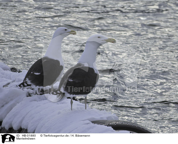 Mantelmwen / great black-backed gulls / HB-01880
