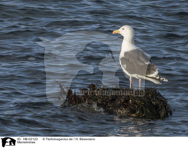 Mantelmwe / great black-backed gull / HB-02122