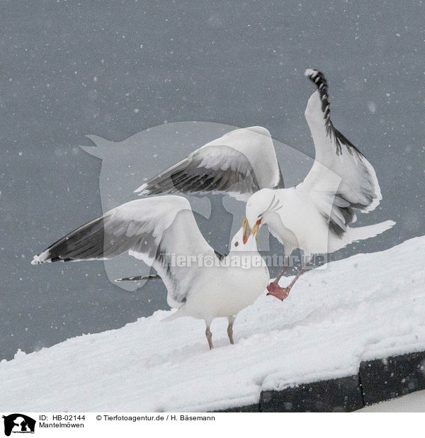 Mantelmwen / great black-backed gulls / HB-02144