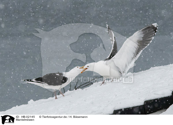 Mantelmwen / great black-backed gulls / HB-02145
