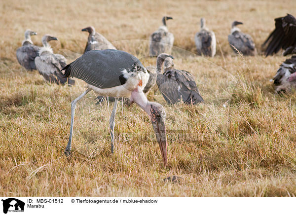 Marabu / MBS-01512