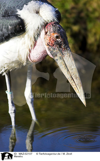 Marabu / marabou / MAZ-02107