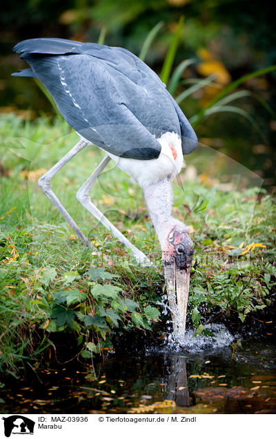 Marabu / marabou / MAZ-03936