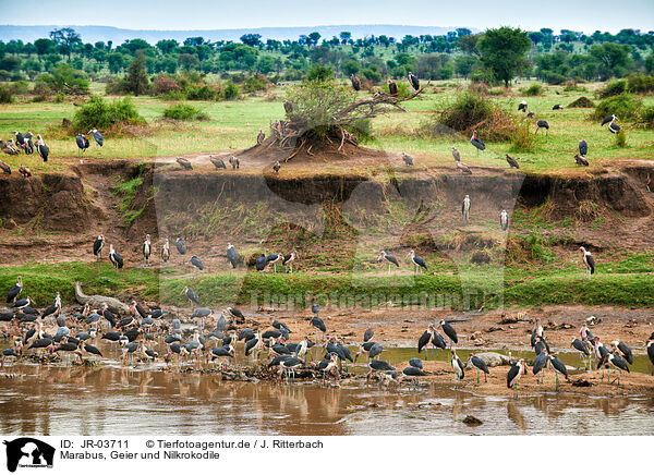 Marabus, Geier und Nilkrokodile / marabous, vultures and nile crocodiles / JR-03711