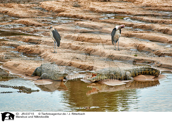 Marabus und Nilkrokodile / marabous and nile crocodiles / JR-03715