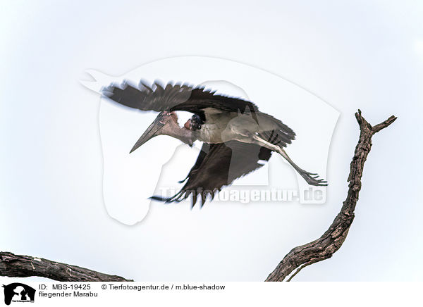 fliegender Marabu / flying Marabou Stork / MBS-19425