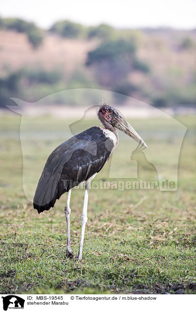 stehender Marabu / standing Marabou Stork / MBS-19545