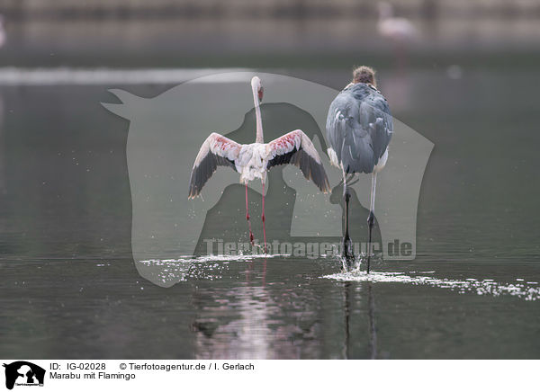 Marabu mit Flamingo / IG-02028