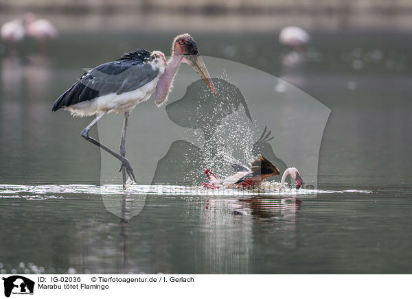 Marabu ttet Flamingo / Marabou Stork kills Flamingo / IG-02036