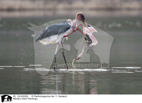 Marabu ttet Flamingo / IG-02038
