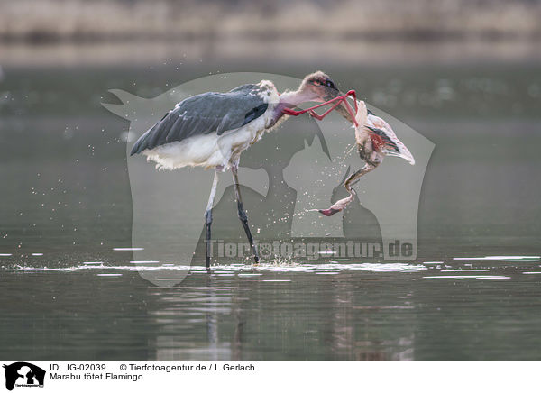 Marabu ttet Flamingo / Marabou Stork kills Flamingo / IG-02039