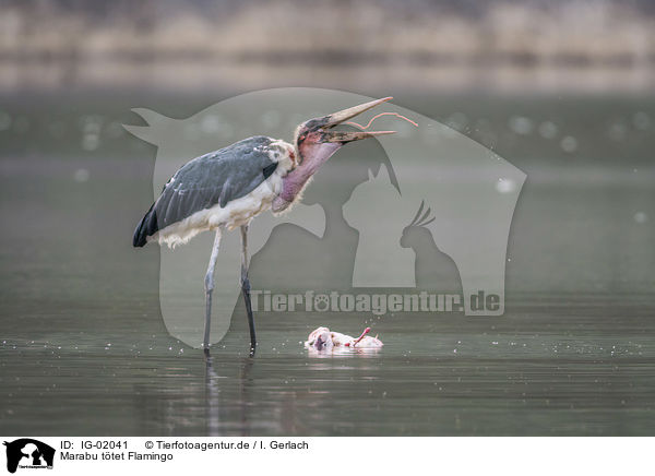 Marabu ttet Flamingo / IG-02041