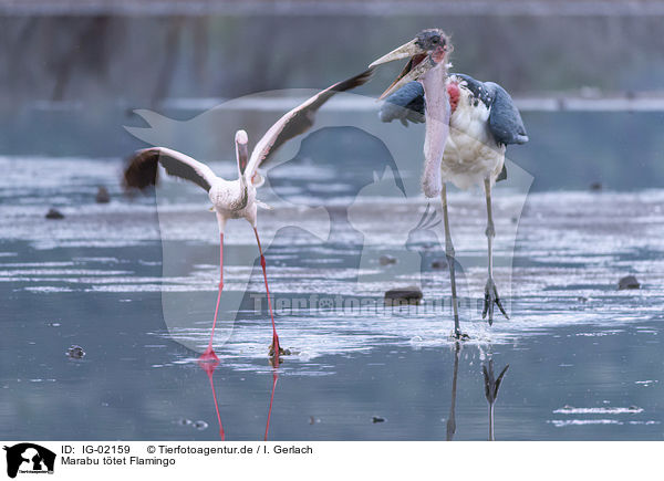 Marabu ttet Flamingo / IG-02159