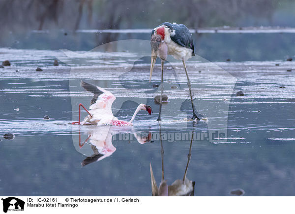 Marabu ttet Flamingo / Marabou Stork kills Flamingo / IG-02161