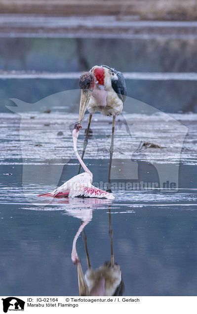 Marabu ttet Flamingo / IG-02164