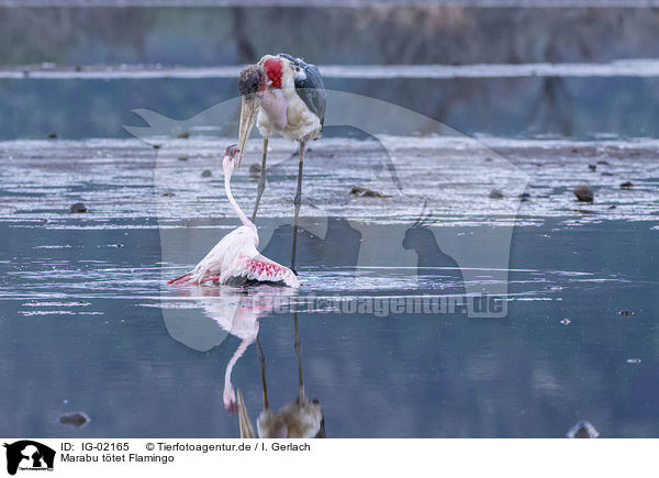 Marabu ttet Flamingo / IG-02165