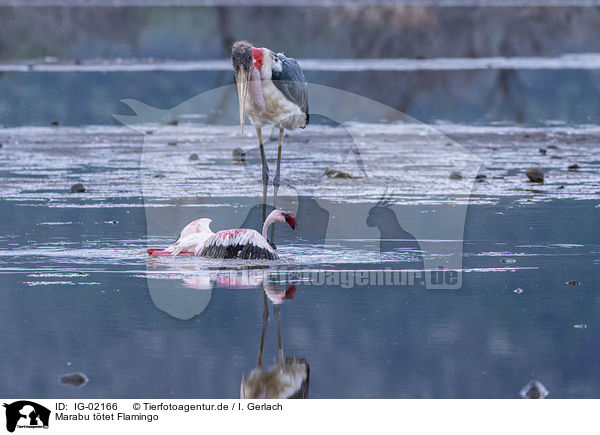 Marabu ttet Flamingo / IG-02166