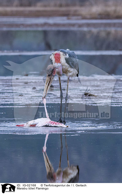 Marabu ttet Flamingo / IG-02168