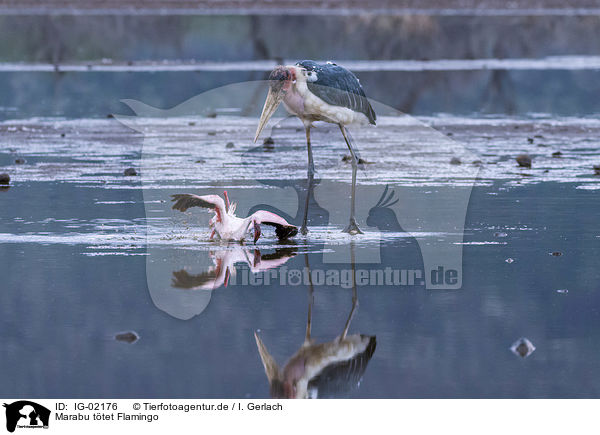 Marabu ttet Flamingo / Marabou Stork kills Flamingo / IG-02176