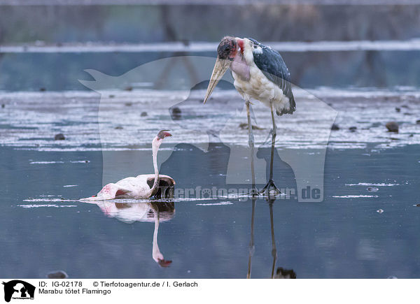 Marabu ttet Flamingo / IG-02178