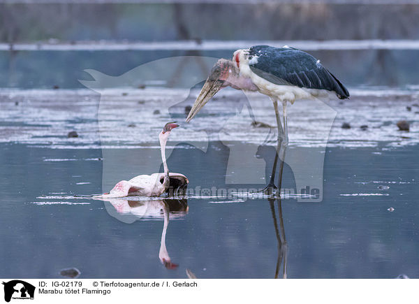 Marabu ttet Flamingo / Marabou Stork kills Flamingo / IG-02179
