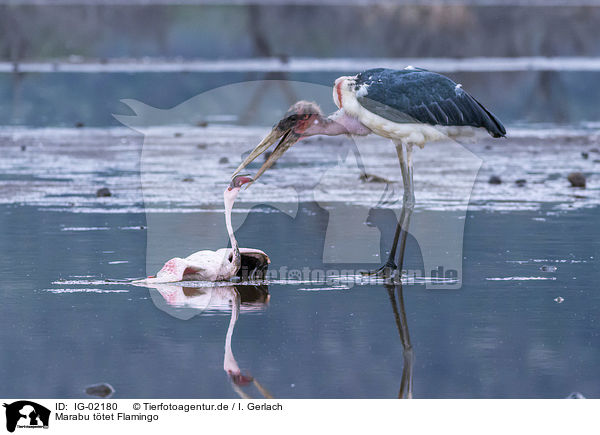 Marabu ttet Flamingo / Marabou Stork kills Flamingo / IG-02180