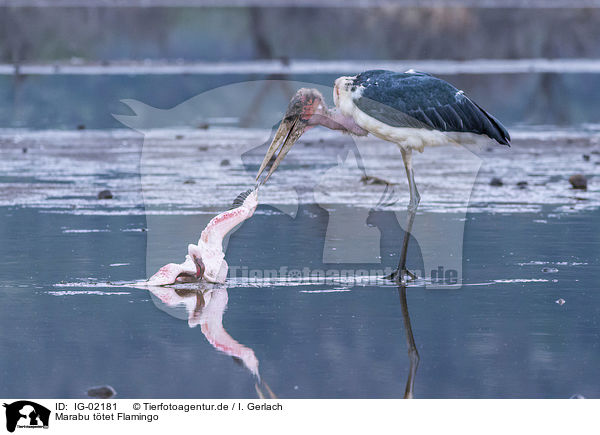 Marabu ttet Flamingo / Marabou Stork kills Flamingo / IG-02181