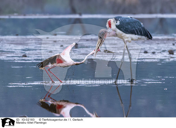 Marabu ttet Flamingo / IG-02183